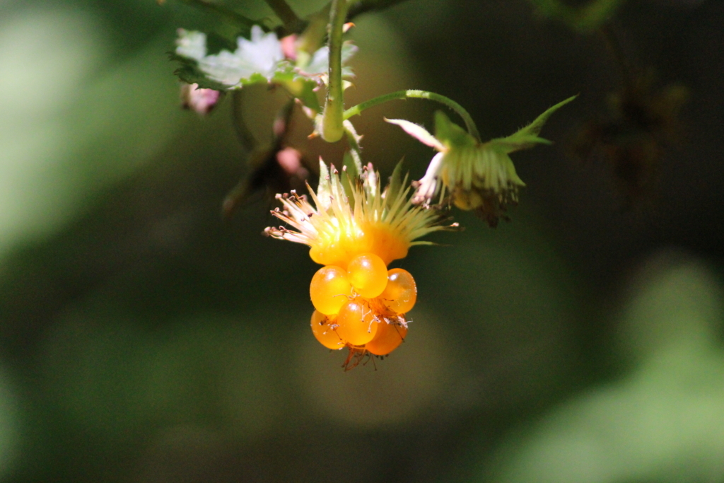 f:id:encyclopediaofweeds:20180525231458j:plain