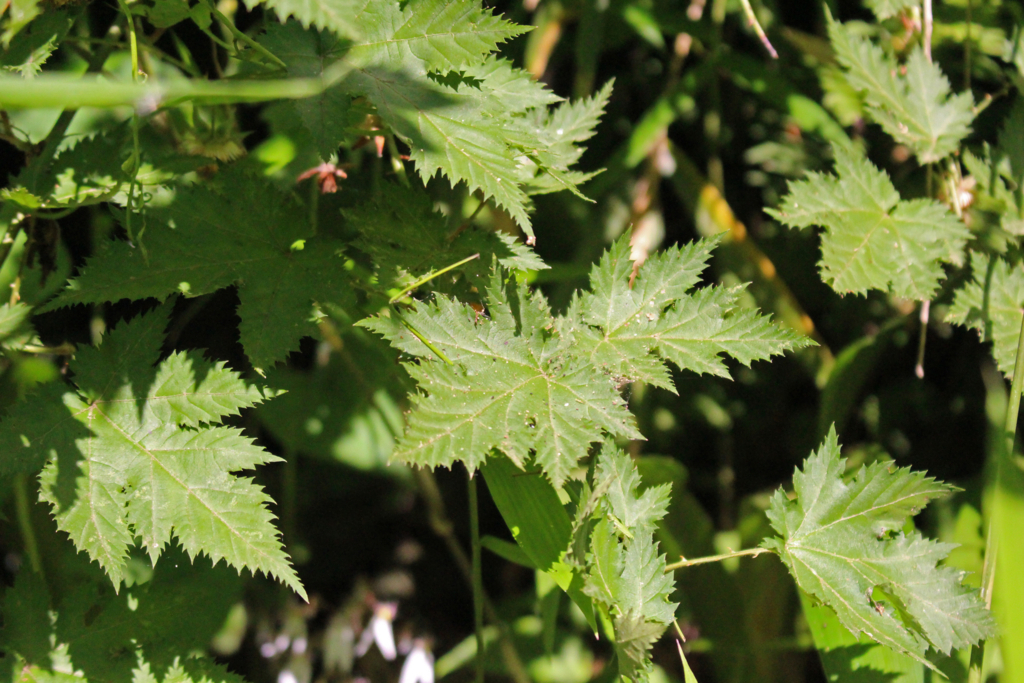 f:id:encyclopediaofweeds:20180525231509j:plain