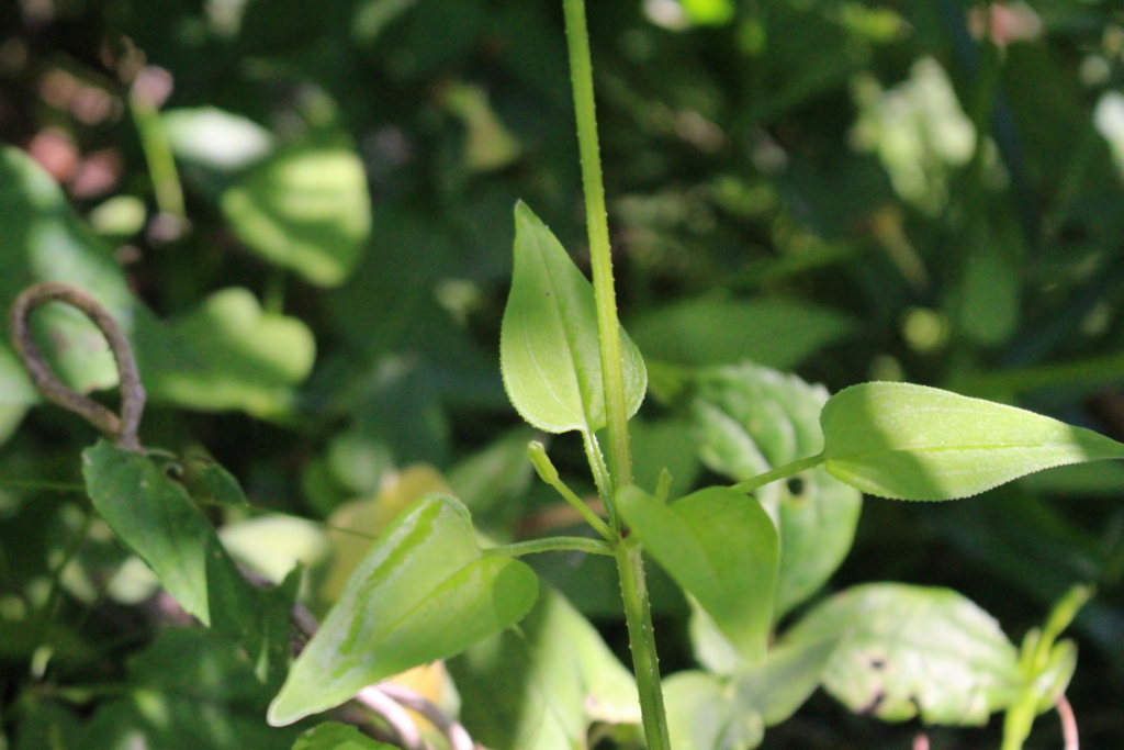 f:id:encyclopediaofweeds:20180525233509j:plain