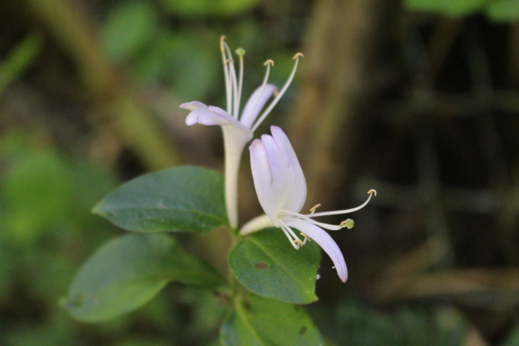f:id:encyclopediaofweeds:20180525233547j:plain