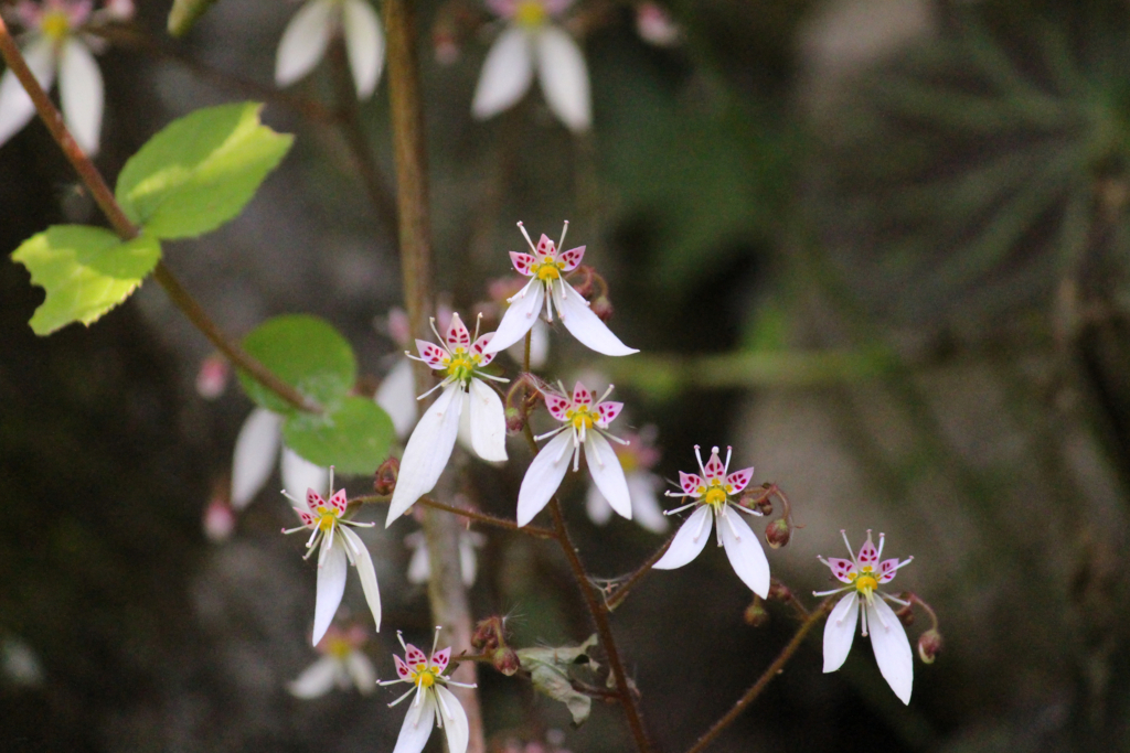 f:id:encyclopediaofweeds:20180525235825j:plain