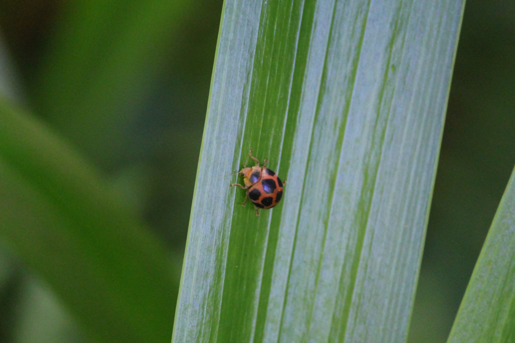 f:id:encyclopediaofweeds:20180526002529j:plain