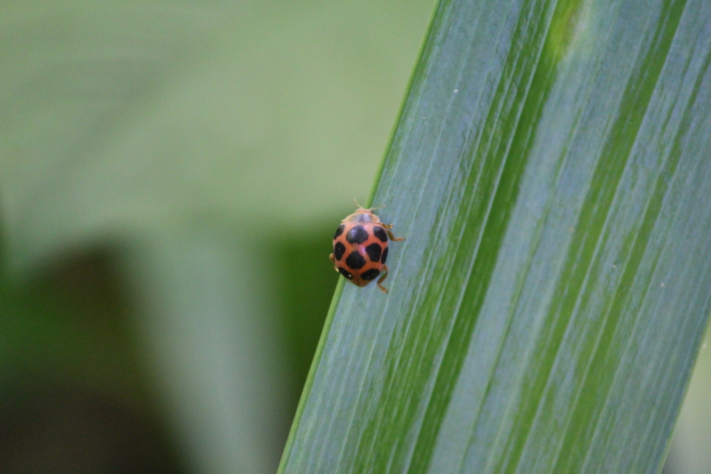 f:id:encyclopediaofweeds:20180526002558j:plain
