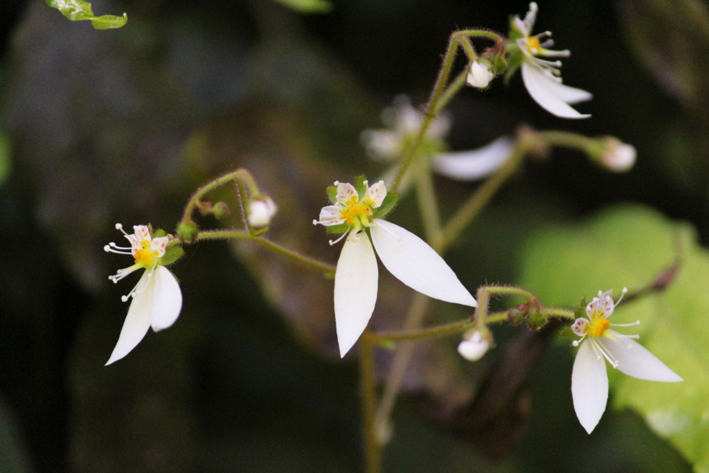 f:id:encyclopediaofweeds:20180526002833j:plain