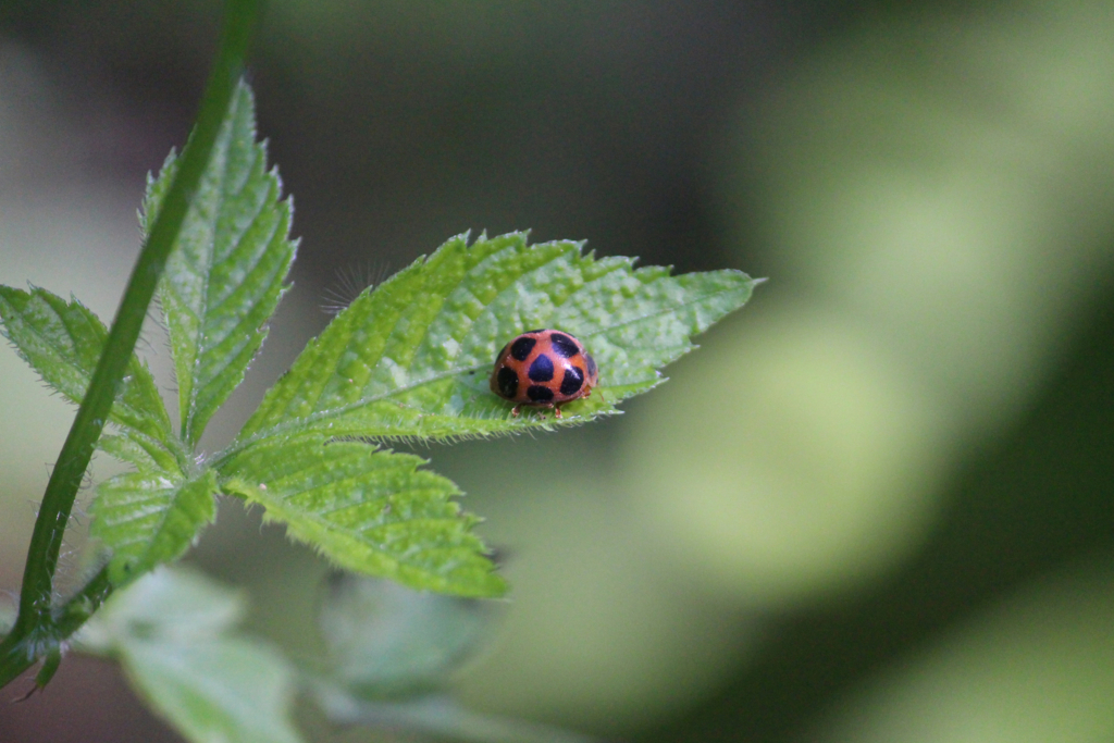 f:id:encyclopediaofweeds:20180526003546j:plain