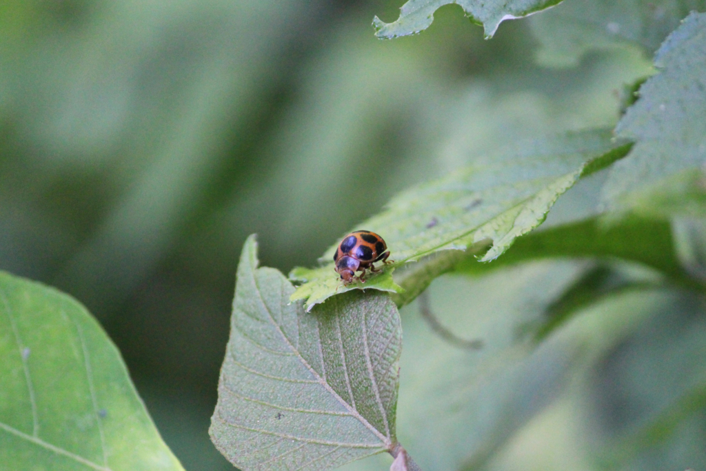 f:id:encyclopediaofweeds:20180526003553j:plain