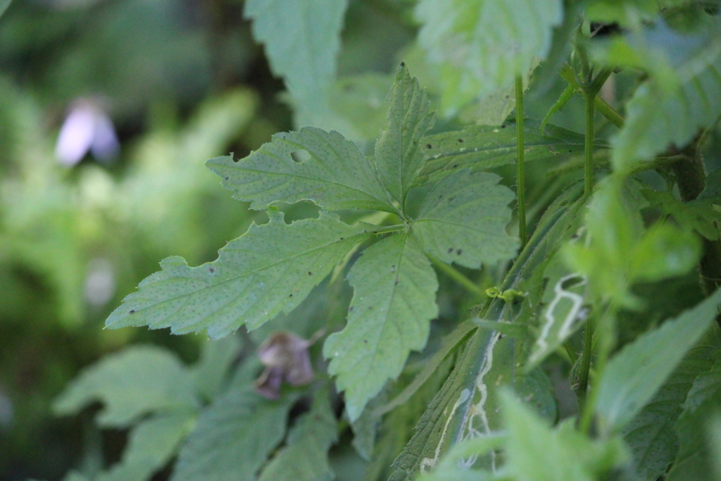 f:id:encyclopediaofweeds:20180526003609j:plain