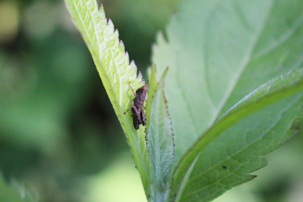 f:id:encyclopediaofweeds:20180526004005j:plain