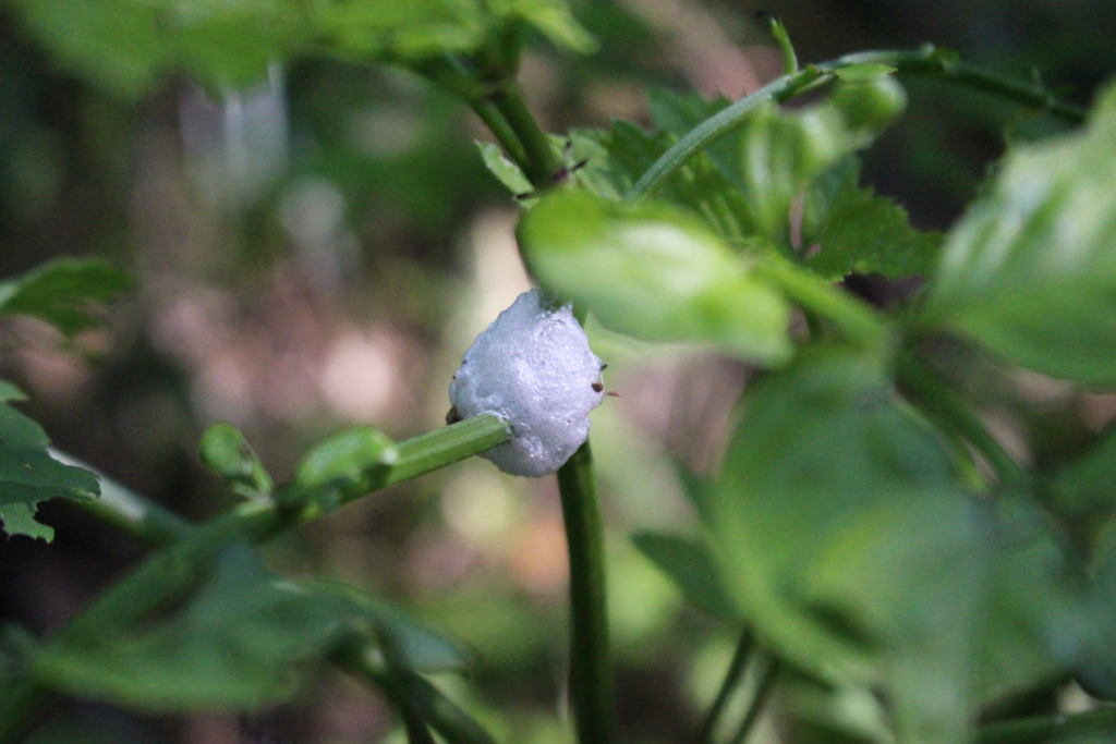 f:id:encyclopediaofweeds:20180526005013j:plain