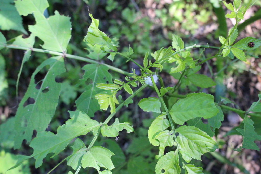 f:id:encyclopediaofweeds:20180526005026j:plain