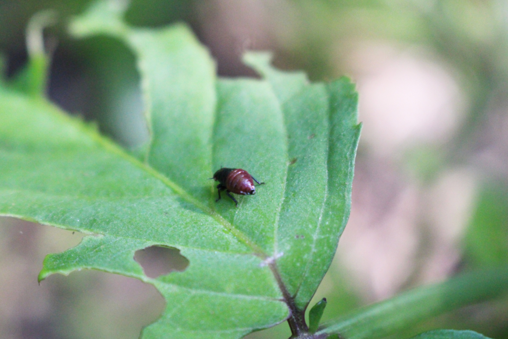 f:id:encyclopediaofweeds:20180526005446j:plain