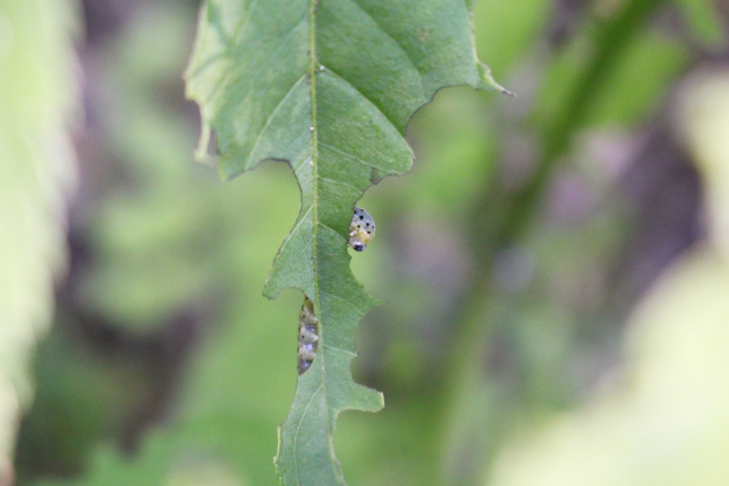 f:id:encyclopediaofweeds:20180526010022j:plain