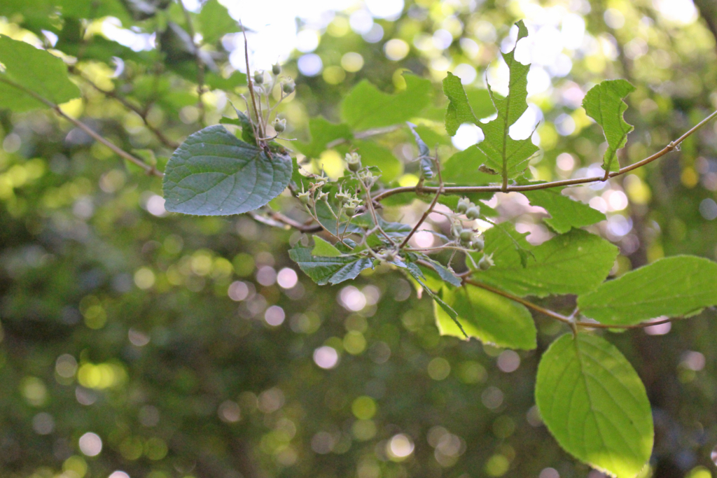 f:id:encyclopediaofweeds:20180526010233j:plain