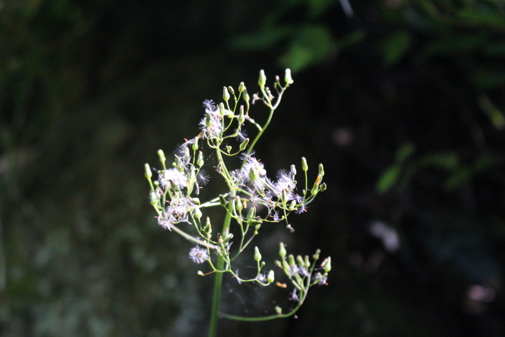 f:id:encyclopediaofweeds:20180526010241j:plain