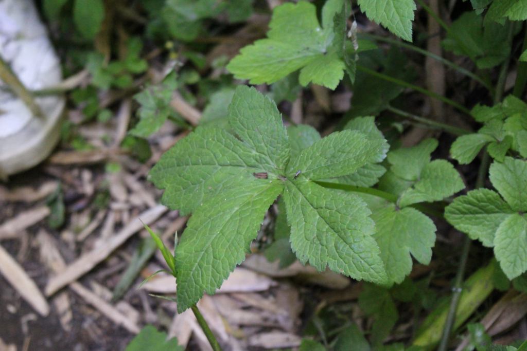 f:id:encyclopediaofweeds:20180526010732j:plain