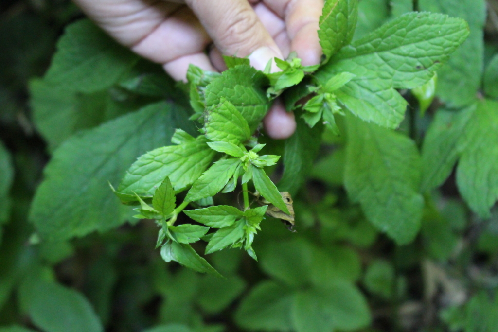 f:id:encyclopediaofweeds:20180526010745j:plain