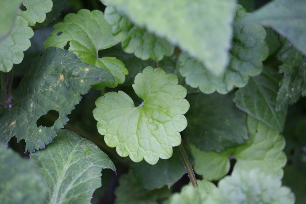 f:id:encyclopediaofweeds:20180526011157j:plain