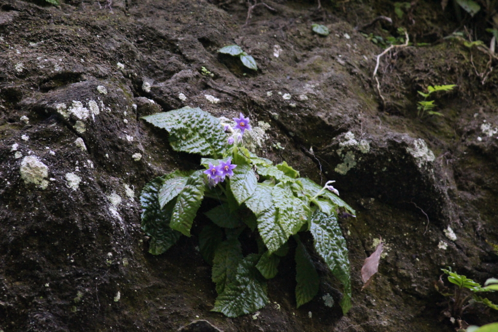 f:id:encyclopediaofweeds:20180526011518j:plain f:id:encyclopediaofweeds:20180526011518j:plain