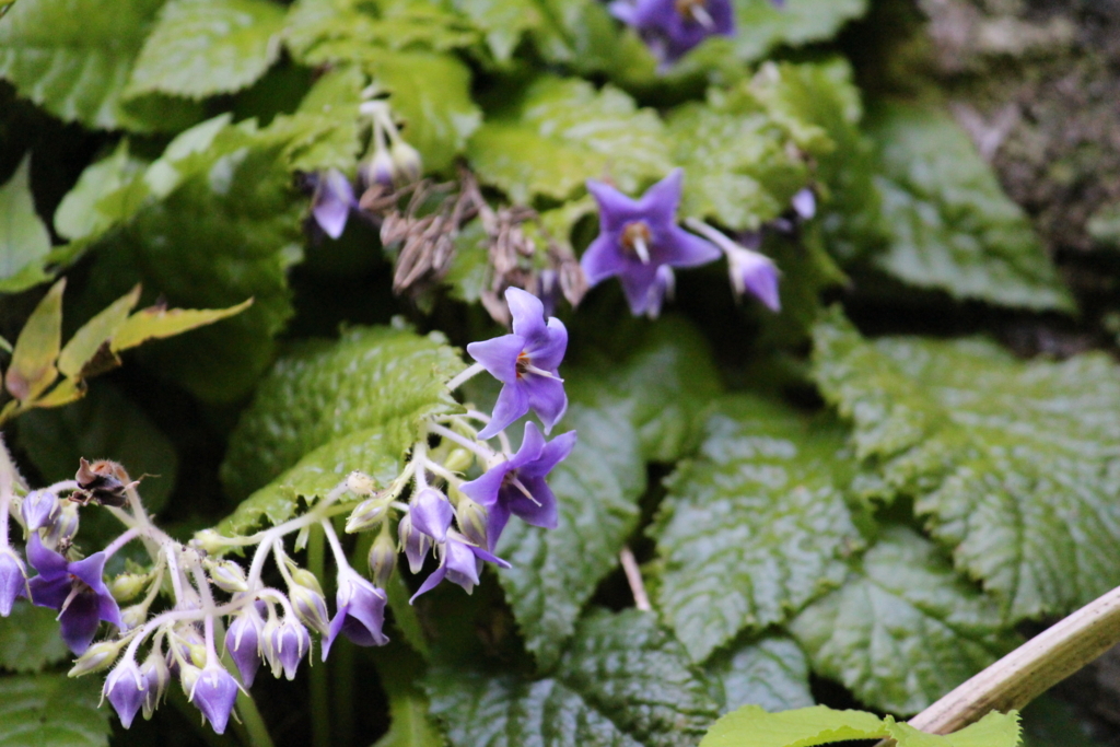 f:id:encyclopediaofweeds:20180526011524j:plain f:id:encyclopediaofweeds:20180526011524j:plain