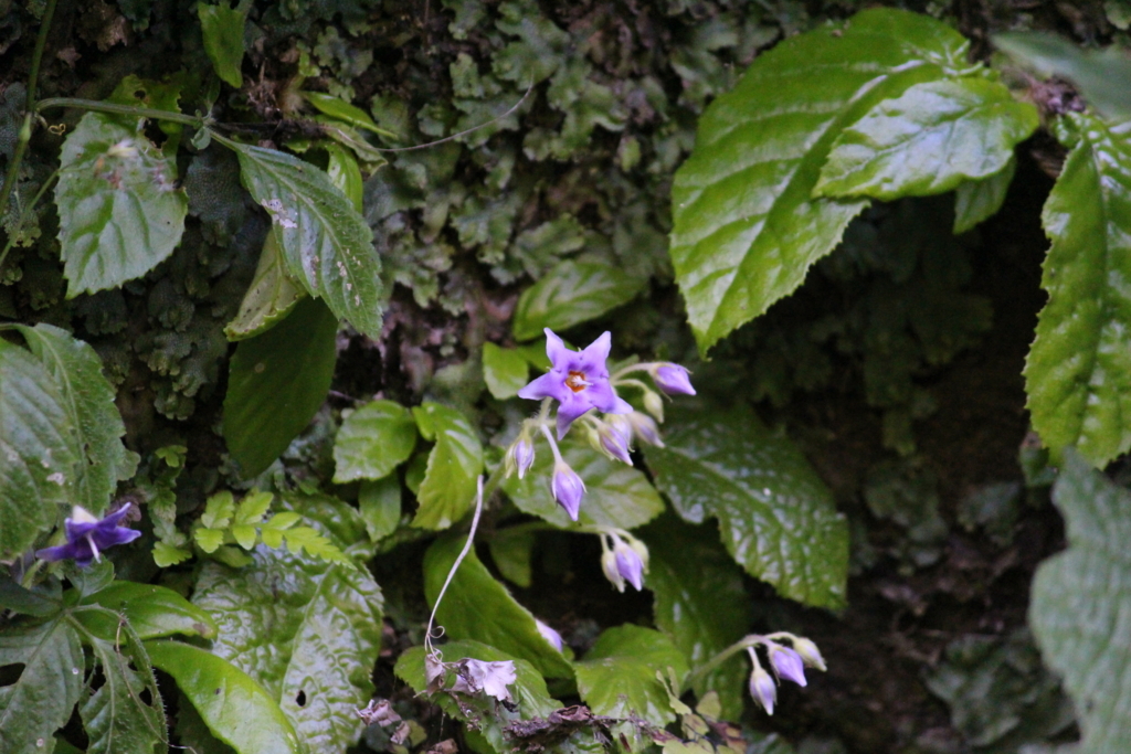 f:id:encyclopediaofweeds:20180526011622j:plain f:id:encyclopediaofweeds:20180526011622j:plain