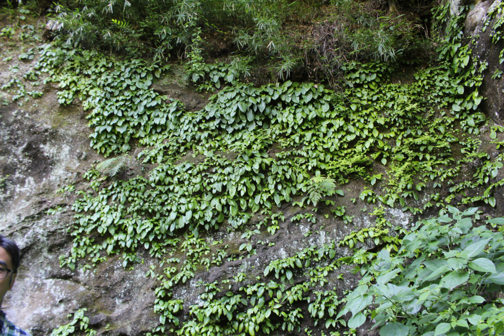 f:id:encyclopediaofweeds:20180526011650j:plain