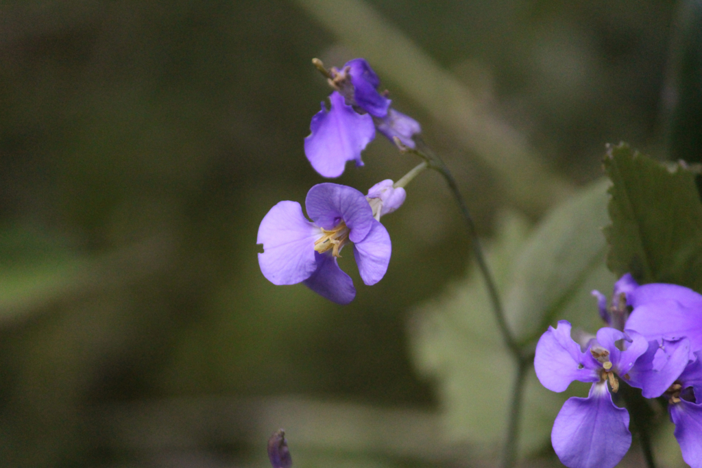 f:id:encyclopediaofweeds:20180526012234j:plain