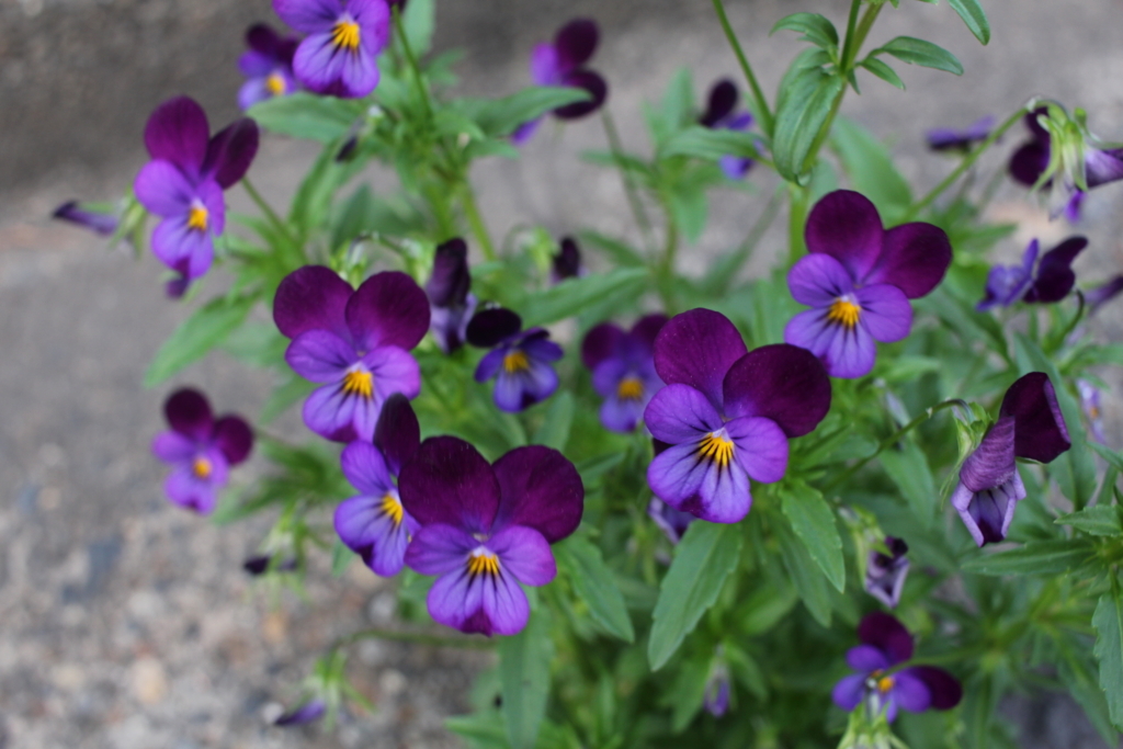 f:id:encyclopediaofweeds:20180528003457j:plain