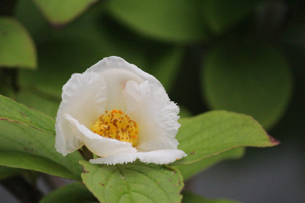 f:id:encyclopediaofweeds:20180528005618j:plain