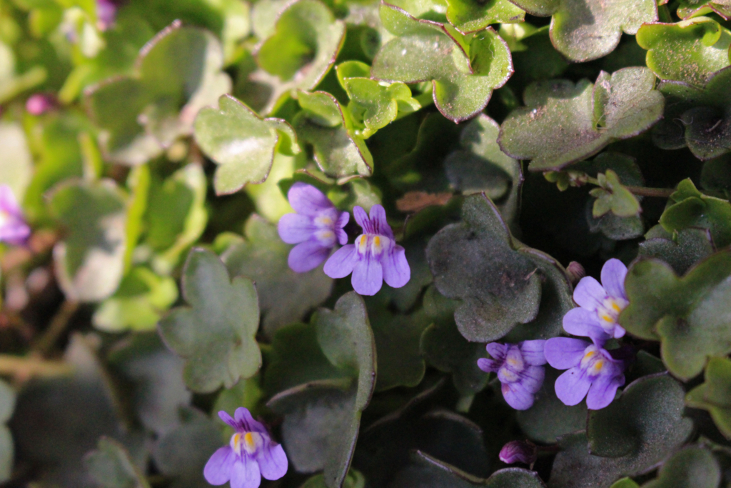 f:id:encyclopediaofweeds:20180528021226j:plain