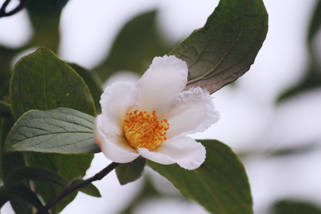 f:id:encyclopediaofweeds:20180615052934j:plain