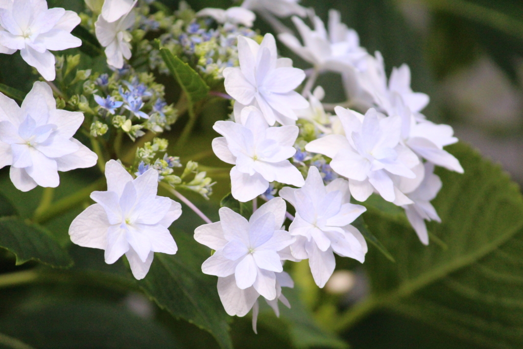 f:id:encyclopediaofweeds:20180615054138j:plain