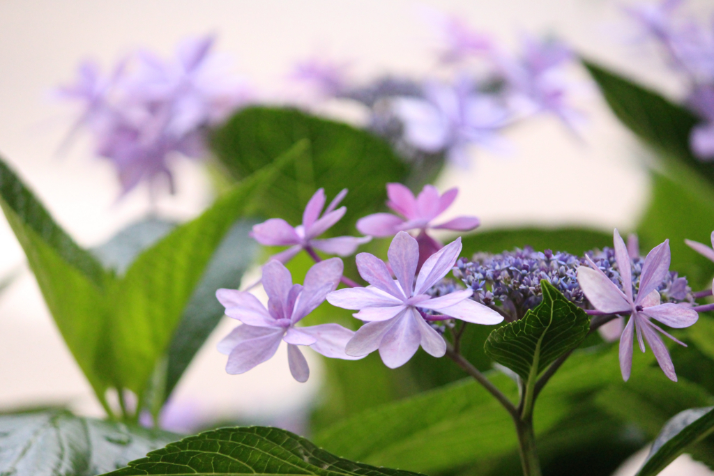 f:id:encyclopediaofweeds:20180615054359j:plain