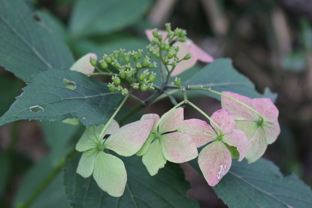 f:id:encyclopediaofweeds:20180615055004j:plain