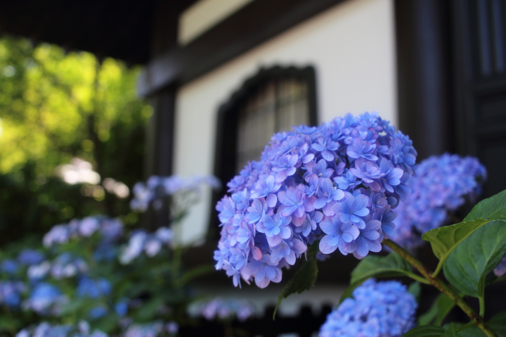 f:id:encyclopediaofweeds:20180615060220j:plain