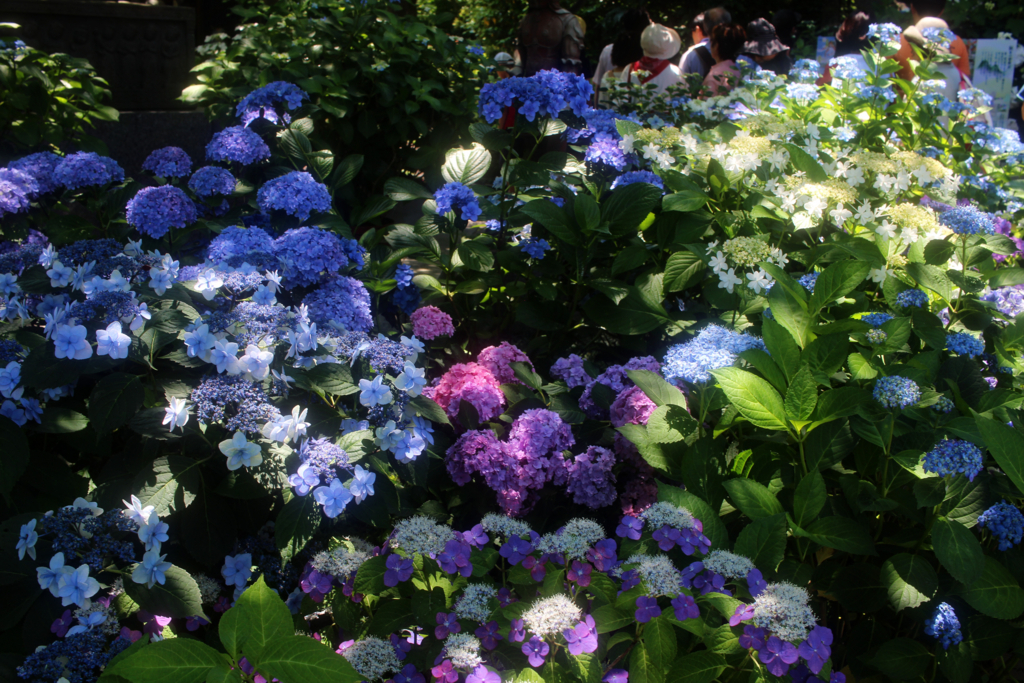 f:id:encyclopediaofweeds:20180615060311j:plain