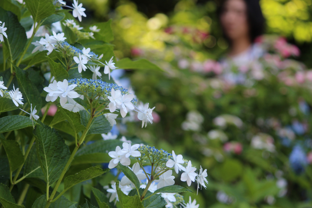 f:id:encyclopediaofweeds:20180615060439j:plain