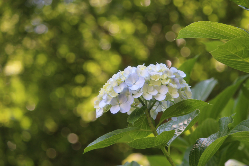 f:id:encyclopediaofweeds:20180615060634j:plain