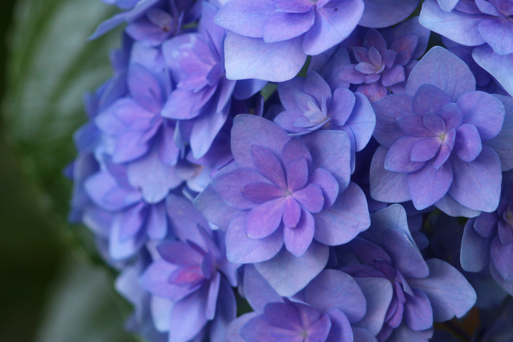 f:id:encyclopediaofweeds:20180615060723j:plain