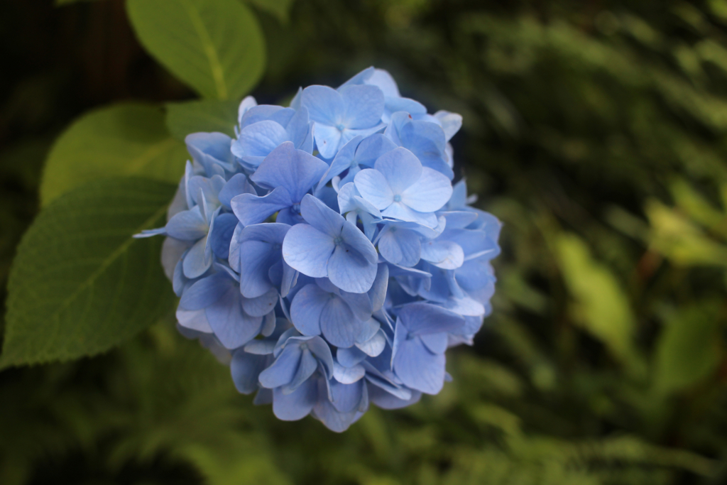 f:id:encyclopediaofweeds:20180615061032j:plain