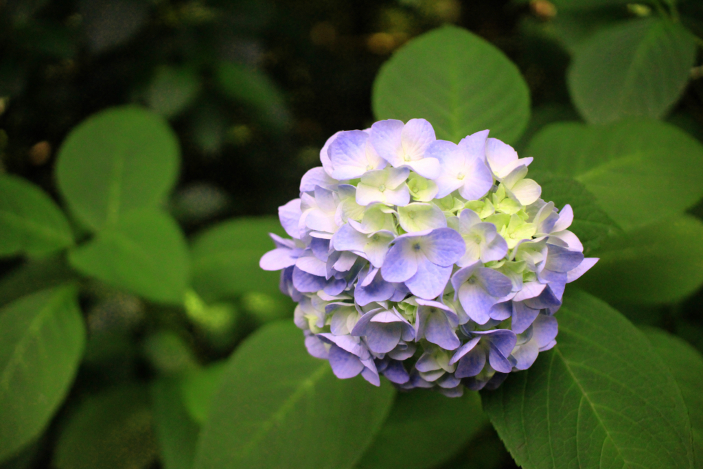 f:id:encyclopediaofweeds:20180615061056j:plain