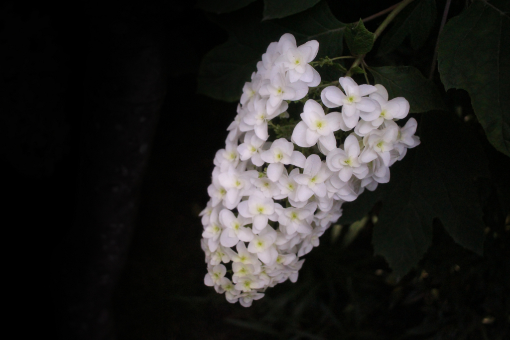 f:id:encyclopediaofweeds:20180615061418j:plain