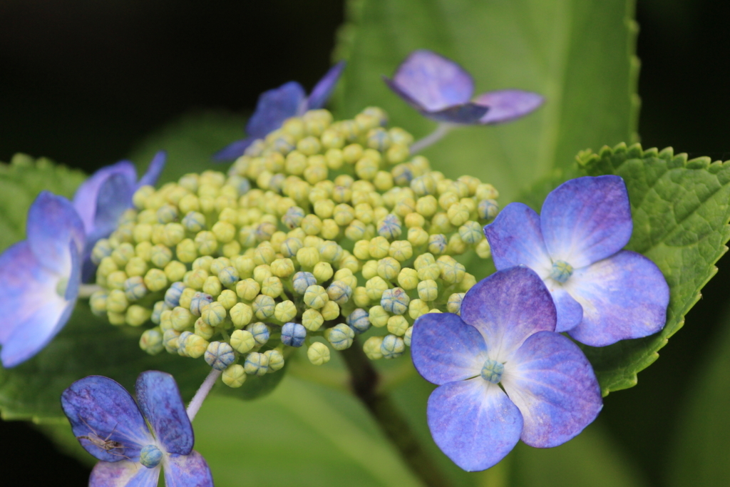 f:id:encyclopediaofweeds:20180615061637j:plain