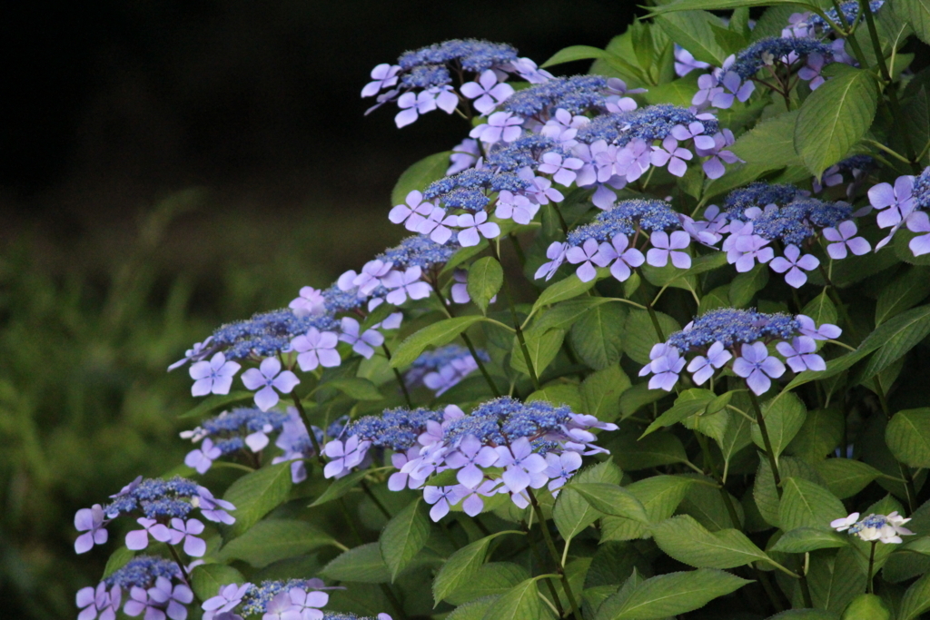 f:id:encyclopediaofweeds:20180615061646j:plain