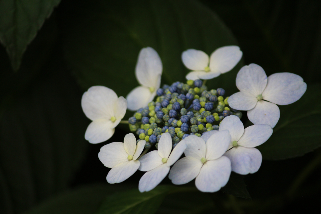 f:id:encyclopediaofweeds:20180615061844j:plain