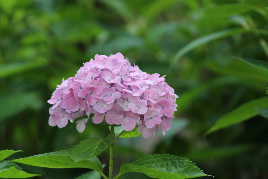 f:id:encyclopediaofweeds:20180615061911j:plain