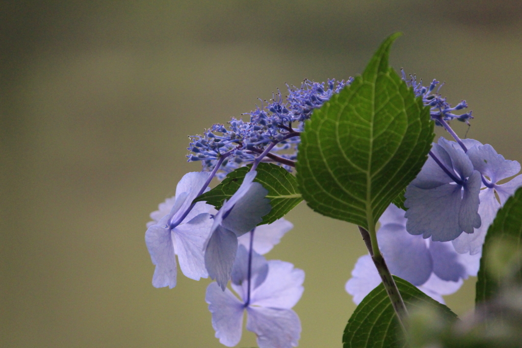 f:id:encyclopediaofweeds:20180615061918j:plain