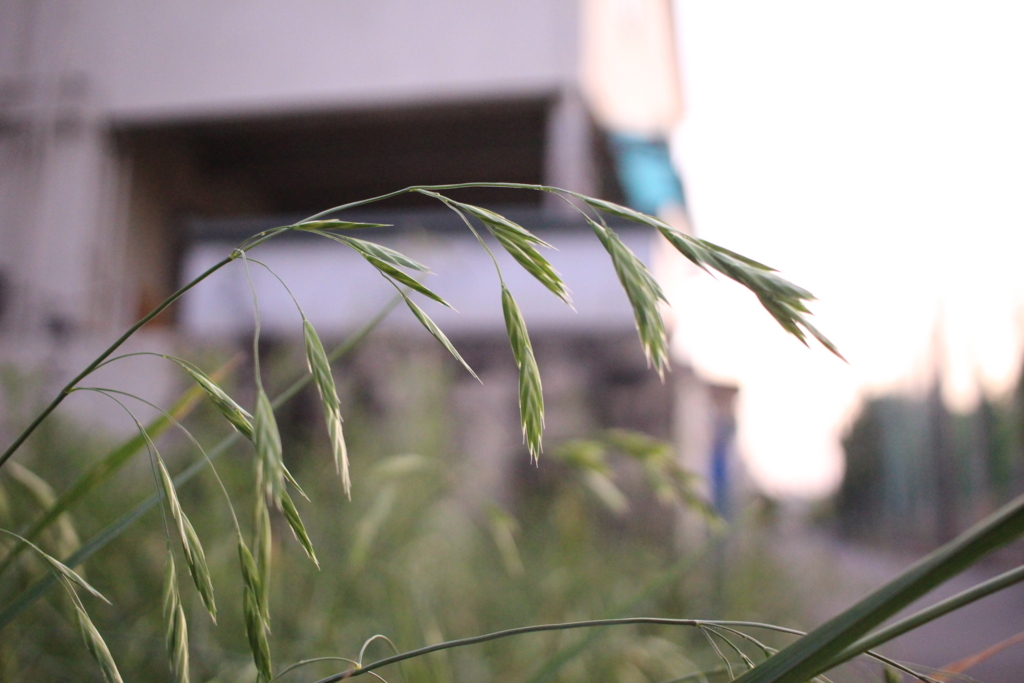 イヌムギ 愛すべき雑草たち イヌムギ 愛すべき雑草たち