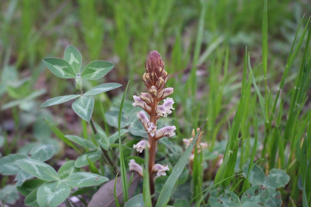 f:id:encyclopediaofweeds:20180615075544j:plain