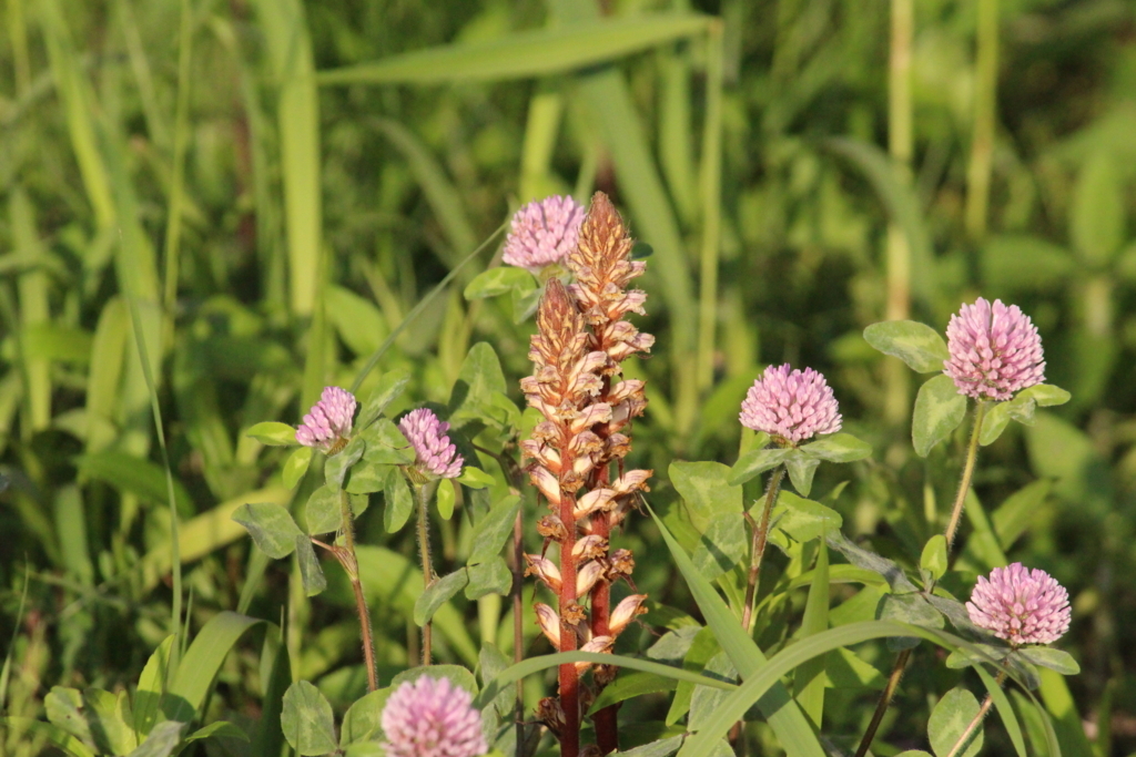 f:id:encyclopediaofweeds:20180615080034j:plain