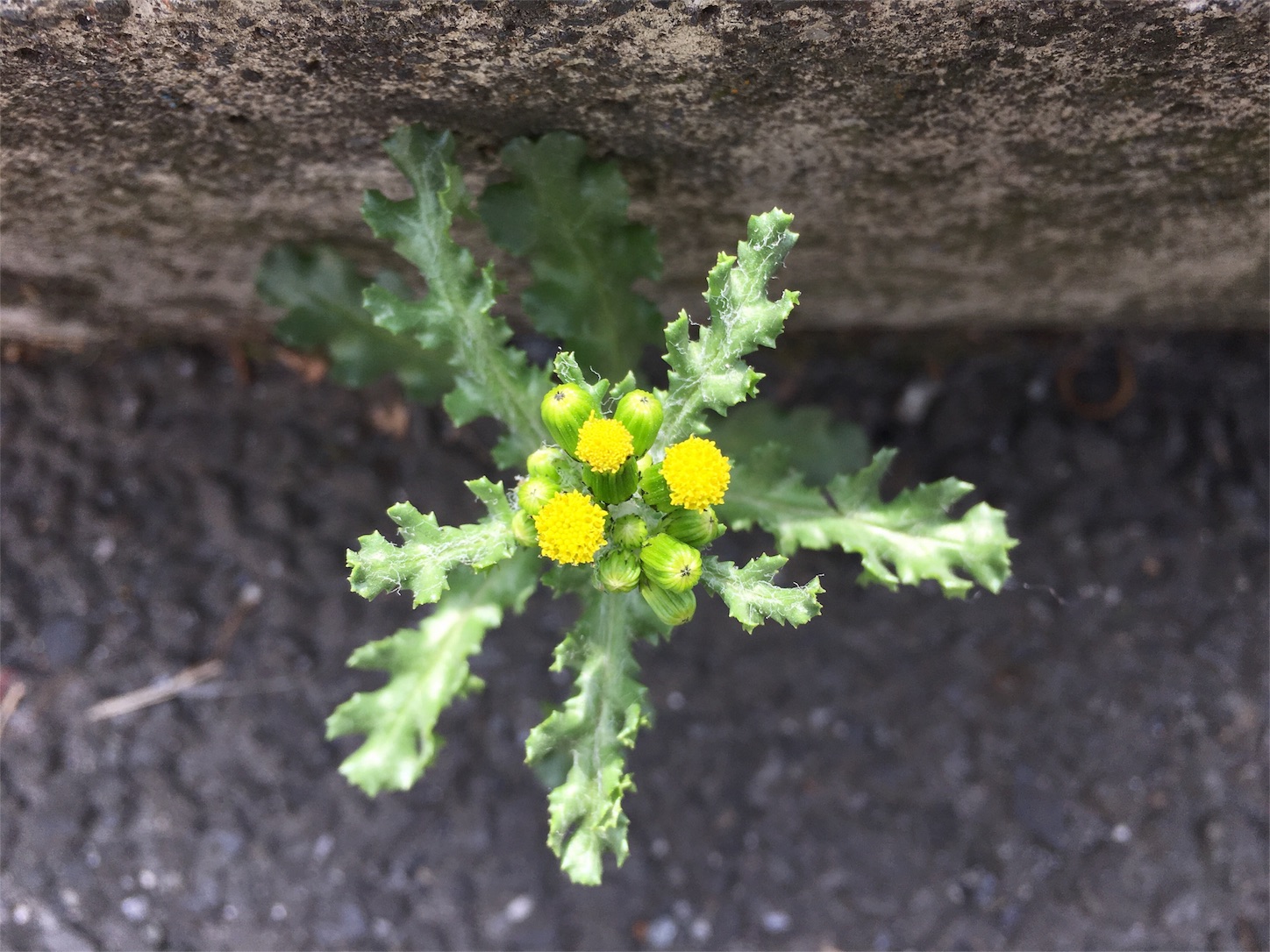 ノボロギク 愛すべき雑草たち